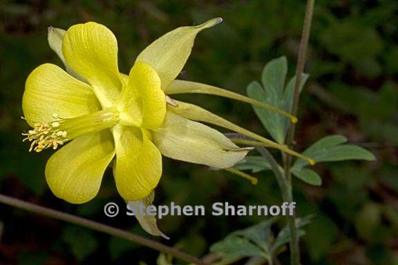 aquilegia chrysantha 1 graphic